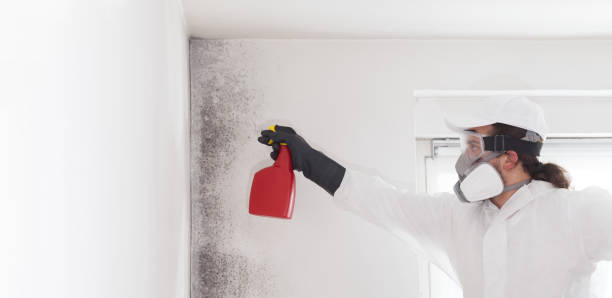 Professional Mold Removal in Berea, KY