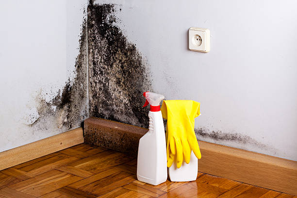 Mold Removal Process in Berea, KY